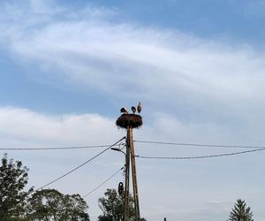 Deszcz uszkodził dom bocianiej rodziny w Krutyni