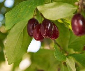 Owoc pełen zdrowia i tajemnic. Dlaczego ludzie myślą, że jest trujący