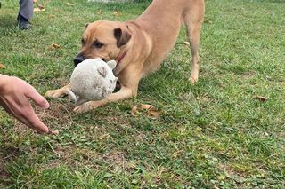 Psy przywiezione z powodzi do schroniska w Henrykowie koło Leszna ciagle czekają na adopcję