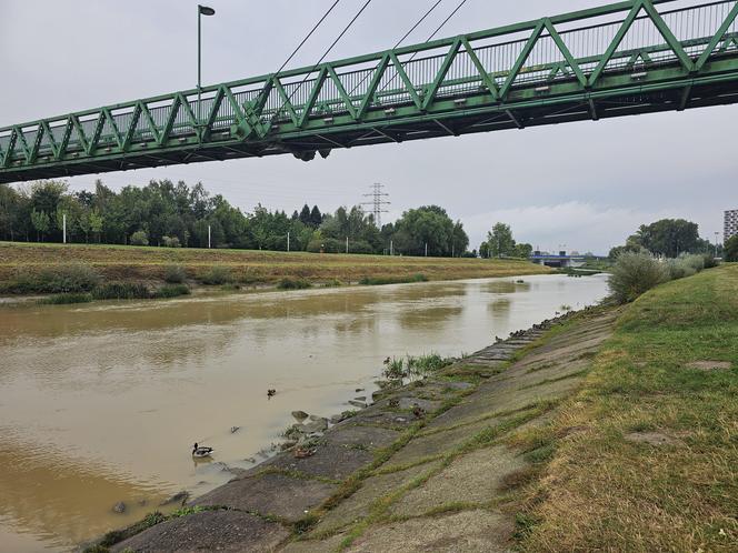 Wysoka woda na Wisłoku po ulewach