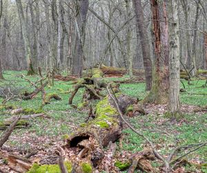 W tym małopolskim lesie polowali niegdyś królowie. Dziś hodują tam żubry 