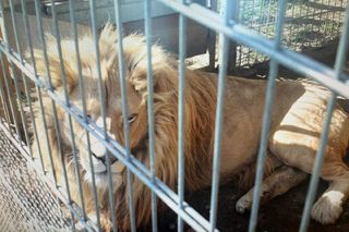 Przetrzymywał lwy, tygrysa i egzotyczne małpy. Tłumaczył, że prowadzi cyrk