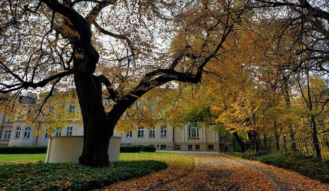 Złota polska jesień pod Bydgoszczą. Tak pięknie w ostromeckim parku chyba jeszcze nie było! [DUŻO ZDJĘĆ] 