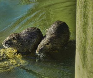 Nutrie w Rybniku jednak przeżyją?