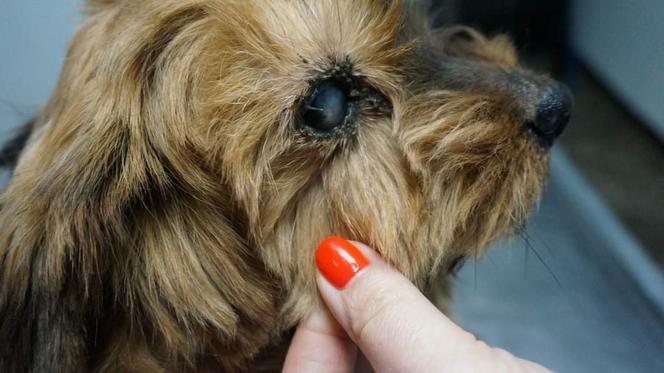 Podopieczni Sos Animals Aleksandrów Łódzki,  porzucone w miejscowości Suliszew