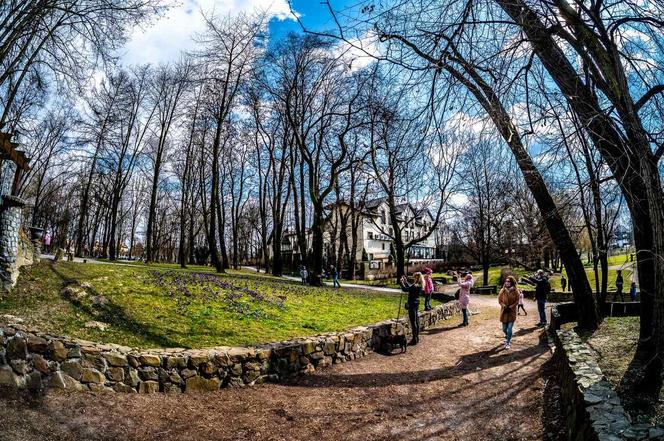 Krokusy zakwitły w parku w Skawinie