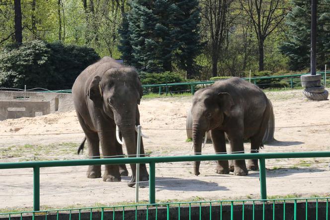 Chorzów: Otwarcie zoo i OGROMNA kolejka! Każdy chce zobaczyć pingwiny