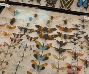 I Międzynarodowy Dzień Wymiany Owadów i Targi Entomologiczne w Bytomiu