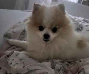 Daisy Najman, pies Marcina Najmana