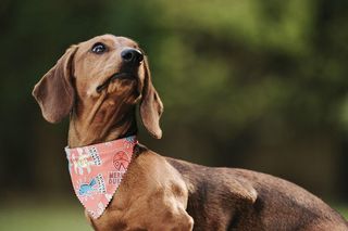 Najpopularniejsze rasy psów w 2024 roku