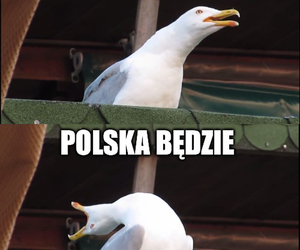 Najlepsze memy po meczu Polska – Holandia