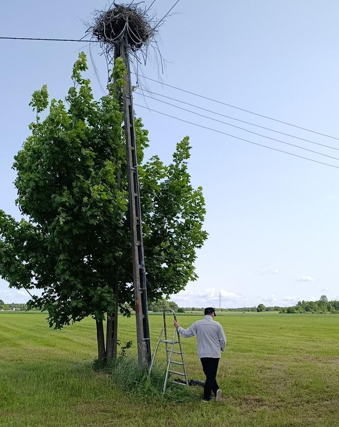 Ratował boćka na słupie, spadł z drabiny