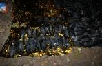 150 martwych ptaków na Mokotowie. W śmietniku były butelki po chemikaliach