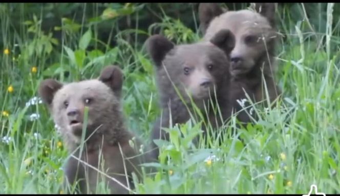 Misie trojaczki bawią się w chowanego