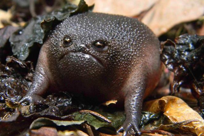 Czarna żaba deszczowa