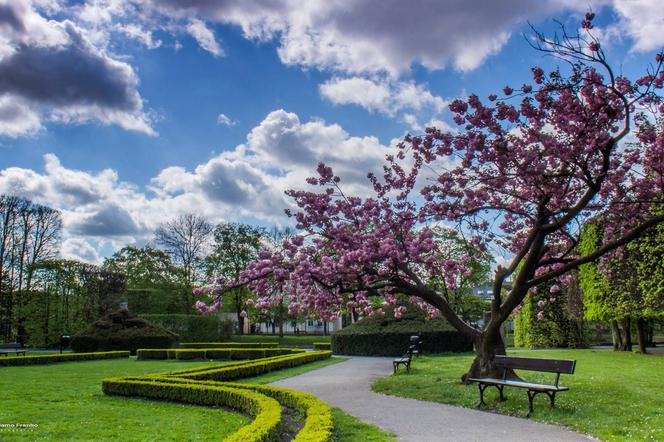 Kwitnący Park Oliwski [ZDJĘCIE DNIA]