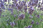 Lawenda wąskolistna  ‘Aromatico’ 