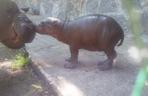 Hipopotam karłowaty z wrocławskiego zoo