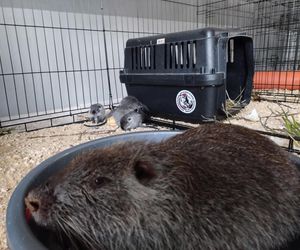 Rybnickie nutrie mają się świetnie w Pet Patrol. Czekają na azyl, a teraz czeka je kastracja i czipowanie