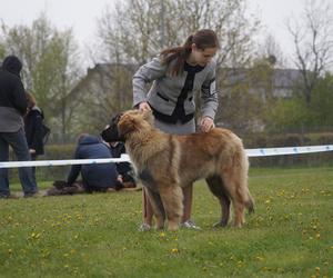 V Międzynarodowa Wystawa Psów Rasowych w Bydgoszczy [ZDJĘCIA]