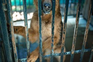 Kiara czeka na adopcję w zamojskim Schronisku dla bezdomnych zwierząt w Zamościu