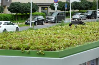 Warszawa stawia na zieleń! Na dachach wiat przystankowych pojawiły się zielone dywany