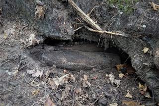 Mikołów: Grzybiarz znalazł w lesie cenny okaz. W ułamki sekund zabiłby wiele osób!