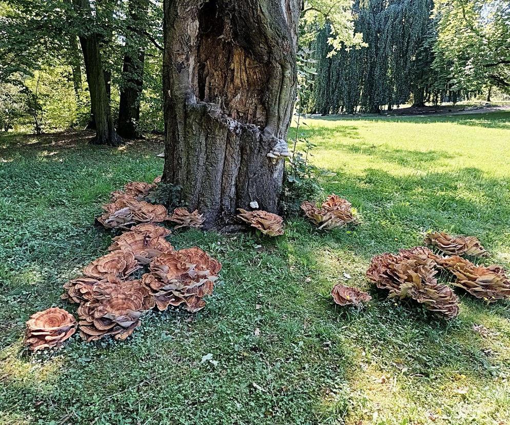 Grzyb gigant wyrósł w Parku Szczytnickim. Może ważyć nawet 50 kilogramów!