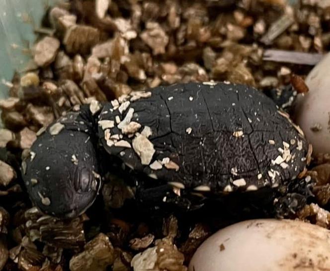 W warszawskim ZOO przyszedł na świat malutki żółwik