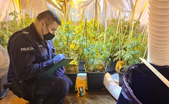 32-latek prowadził w Gdańsku profesjonalną plantację marihuany