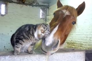 Koń i kot