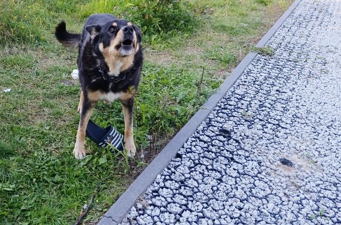 78-latek z Łochowa zginął w wypadku. Syn Zbigniew ostrzegał ojca przed tragedią [ZDJĘCIA]