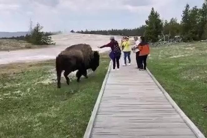 Chciała pogłaskać dzikiego bizona. Gorzko tego pożałowała! WIDEO