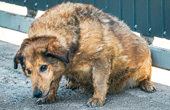 Aleksandrów Łódzki. Piesek Pimpuś potrzebuje pilnej pomocy. Zwróciła go rodzina adopcyjna
