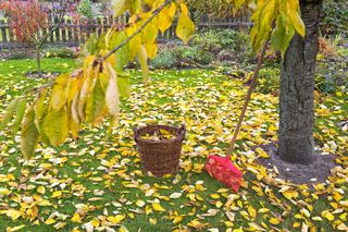 Sprzątanie liści w ogrodzie - czym sprzątać liście? Czy trzeba to robić?