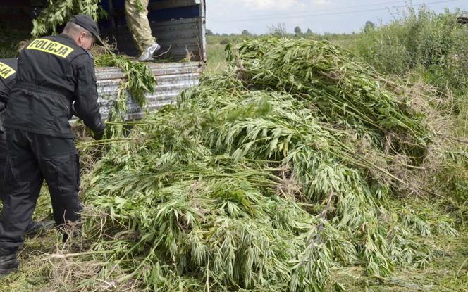 Rekordowa na Mazowszu plantacja konopi zlikwidowana koło Szydłowca - zabezpieczono narkotyki o wartości 3 milionów złotych.