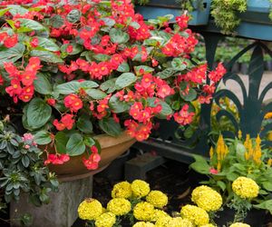 Begonia bulwiasta