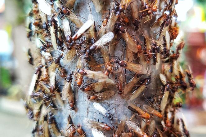 Jest ich już sporo, a będzie tylko więcej. Czy latające mrówki stanowią zagrożenie dla zdrowia?
