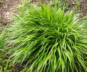 Hakonechloa macra