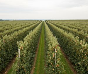 Błędów to największy sad Europy. Co król Kazimierz Wielki zrobił na tych ziemiach?