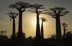 Z Wrocławia polecimy na Madagaskar. Ile kosztuje urlop w krainie lemurów i baobabów? 