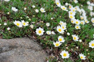 Dębik ośmiopłatkowy