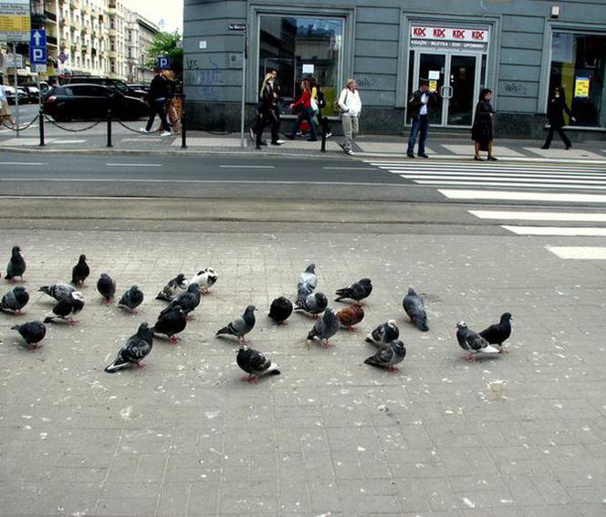 Co nas wkurza w Poznaniu?