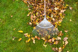 Jesień w ogrodzie: usuwanie liści, czyszczenie oczka wodnego i nawierzchni 