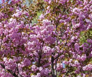 Wiśnia piłkowana 'Shimidsu Sakura'