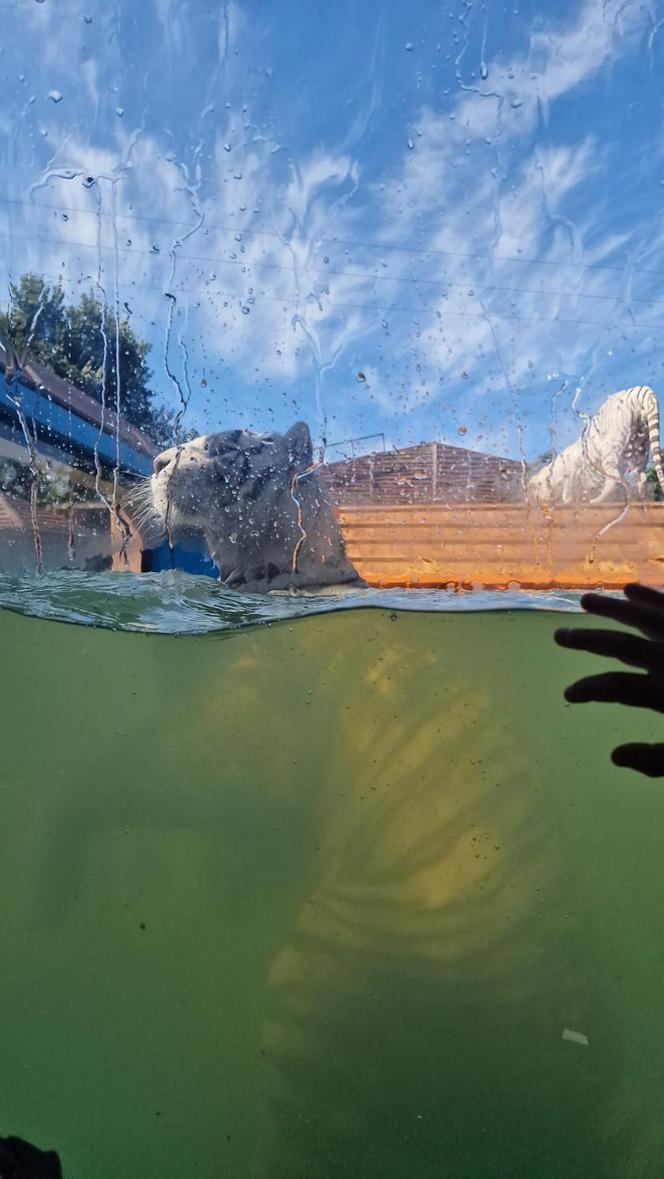 Zoo Borysew może się pochwalić jedynym takim obiektem w Europie. To basen dla białych tygrysów [ZDJĘCIA]. 