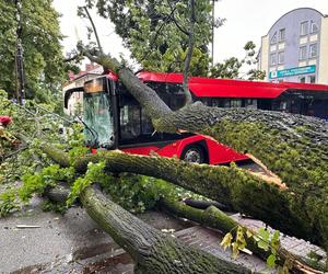 Drzewo przewróciło się na miejski autobus. Są osoby poszkodowane