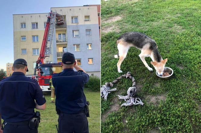 Pies konał w upale na balkonie. Dwa dni bez wody i jedzenia. Koszmar w Bytowie