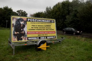 Cala Polska szuka Lemka - zaginionego psa.