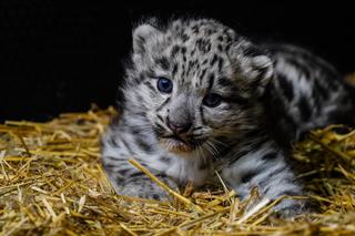 Spójrzcie na te słodkie oczka! Młode pantery śnieżne przyszły na świat w ZOO Wrocław